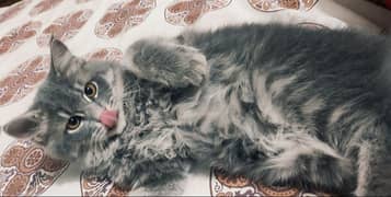 Persian kitten for sale