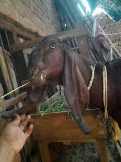 gabhn bakri for sale