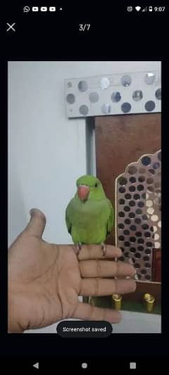 ringneck parrot taking or hand tamed h