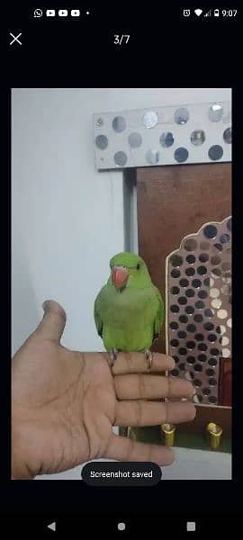 ringneck parrot taking or hand tamed h 0