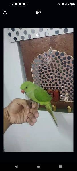 ringneck parrot taking or hand tamed h 2