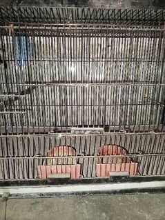 parrot cage