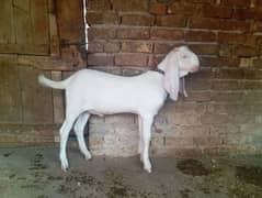 Gulabi male for sale