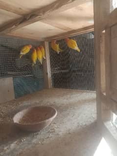 lotino parsnata Love bird's sale 0