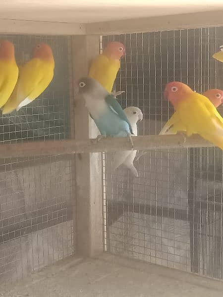 lotino parsnata Love bird's sale 3