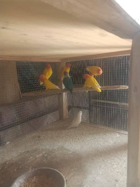 lotino parsnata Love bird's sale 4