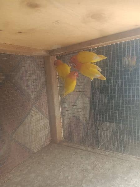 lotino parsnata Love bird's sale 5