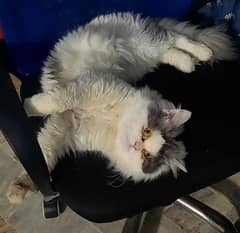 urgent sale Persian male cat