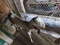 Goats for sale sari madi Hain pure makhi Chennai breed