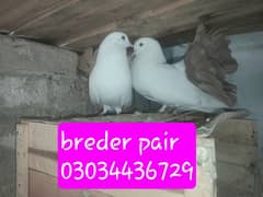 breder fanil psir