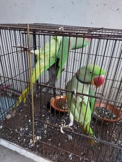 Parrot Pair