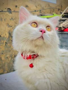 Persian male cat for sale