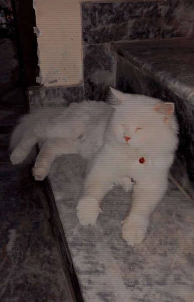 Persian male cat for sale 1