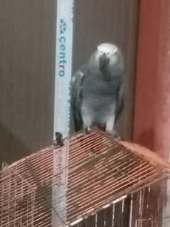 African grey parrot mail 6 month age 03220991730