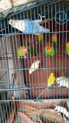 breeder love birds for sell read add fast all bird active healthy