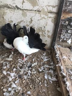 laky pigeon available for sale