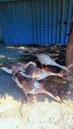 long neck healthy & active ducks for sale