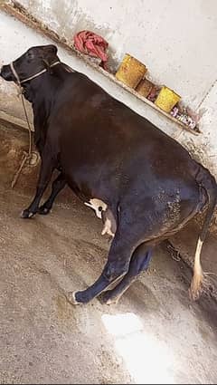 fresian sahiwal Cross cow VIP