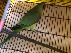 green parrot for sale