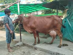 crossbreed pregnant cow 3rd lectation