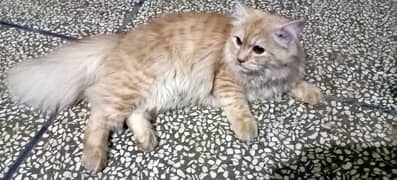 pure Persian breed male cat