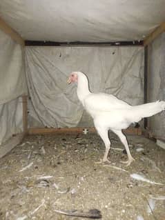 Aseel Heera hen female (03204661930)