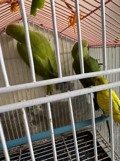 2 Parrots One years old for sale