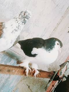 Black Sherazi Pigeon