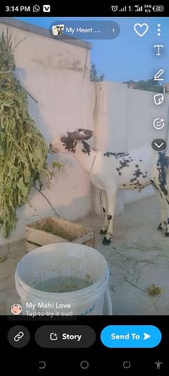 tedybarbry cross Bakra male full healthy