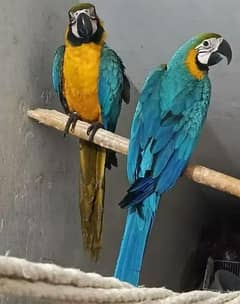 blue macaw parrot chips for sale 0336+51+30+711