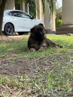 German Shepherd Female Puppy Available For Sale