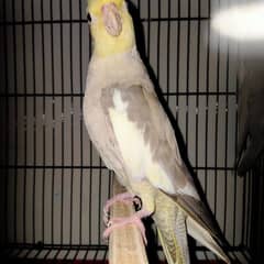 Cockatiel