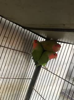 Different colour lovebirds