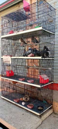 budgies cage