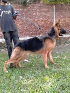 German Shepherd King Size Male For Sell