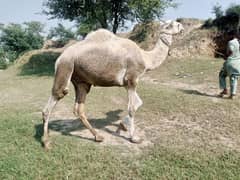 camel for sale . . home delivery in Islamabad and Rawalpindi. . .