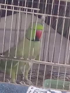 beautiful male parrot urgent