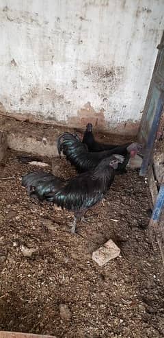 Ayam cemani pair