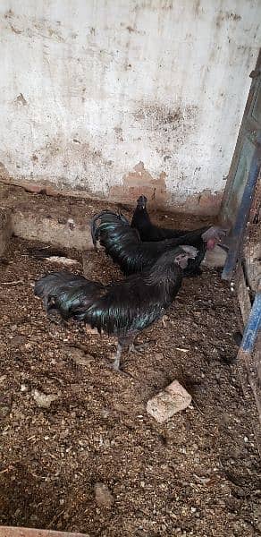 Ayam cemani pair 0