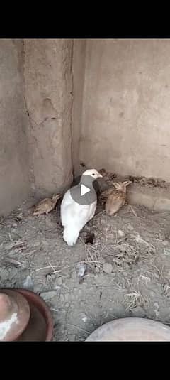 white teetar chicks for sale