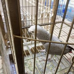 gray parrot sale with cage