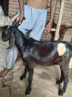 Eid qurbani k Bakra for sel