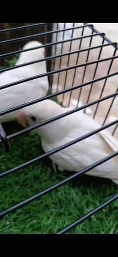 Albino Split Red Eye Pair Ready To Breed