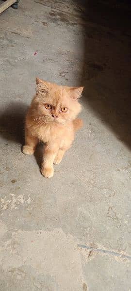 Persian cat 0