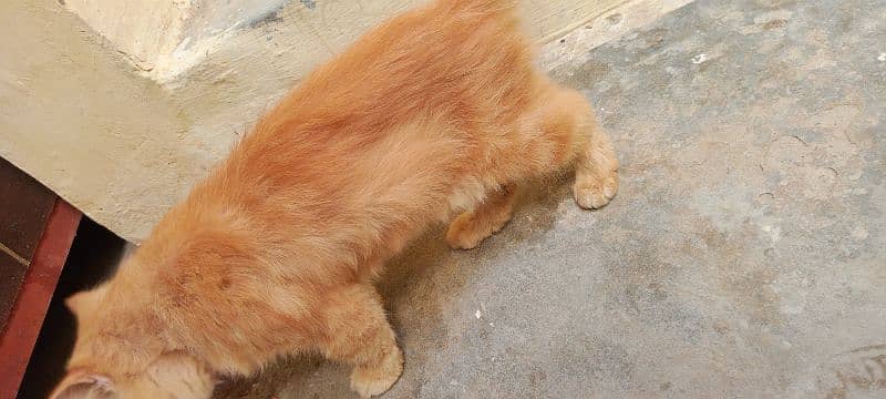 Persian cat 4