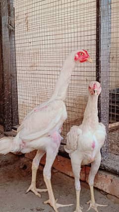 White O Shamo / Aseel Shamo / O shamo pair / high Quality bird