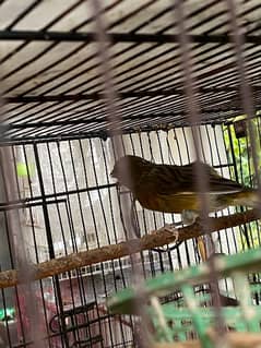 canary singing males available