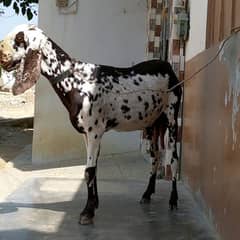 Beetal Bakri