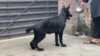 Black German Shepherd 03234696626