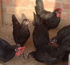 Australorp